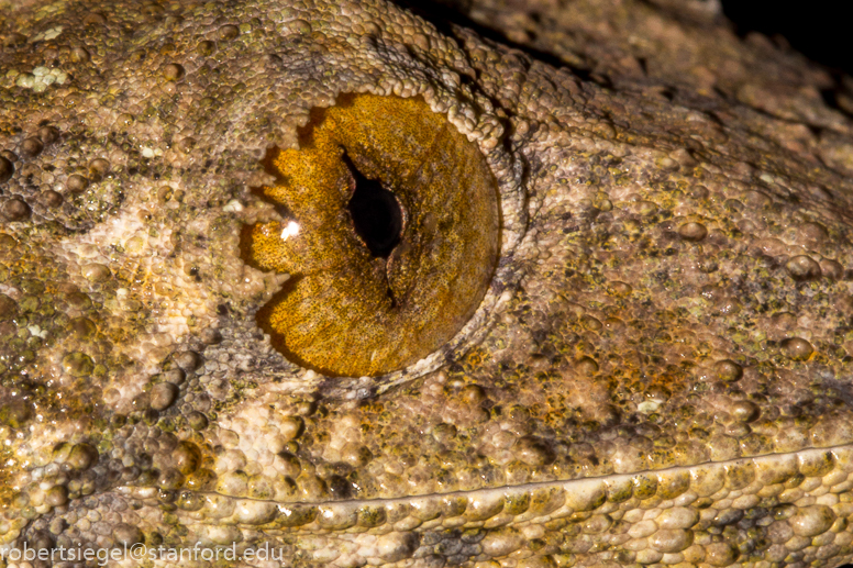 leaf-tailed gecko